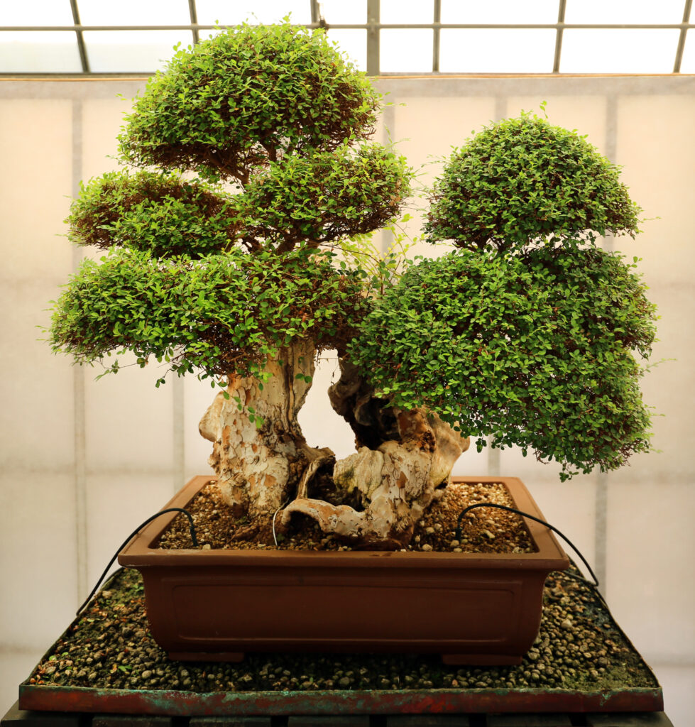 Pode plantar bonsai na Terra?