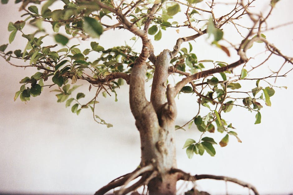 Quanto tempo para o bonsai crescer?