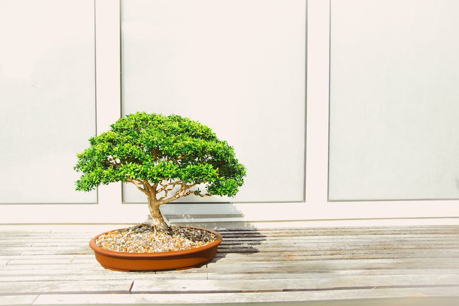 Como saber se o bonsai é verdadeiro?